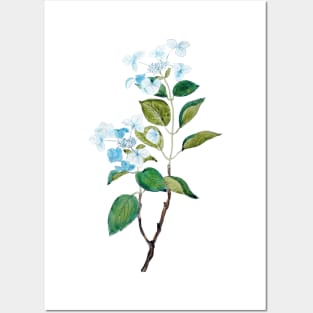 vintage blue hydrangea flowers Posters and Art